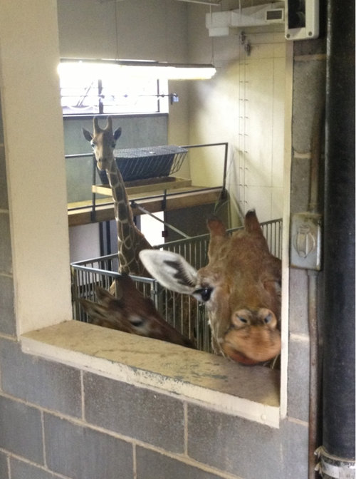 気になってしかたがない動物たちの写真