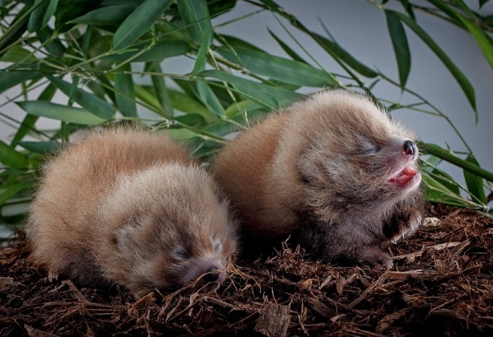 可愛すぎる動物の赤ちゃん画像