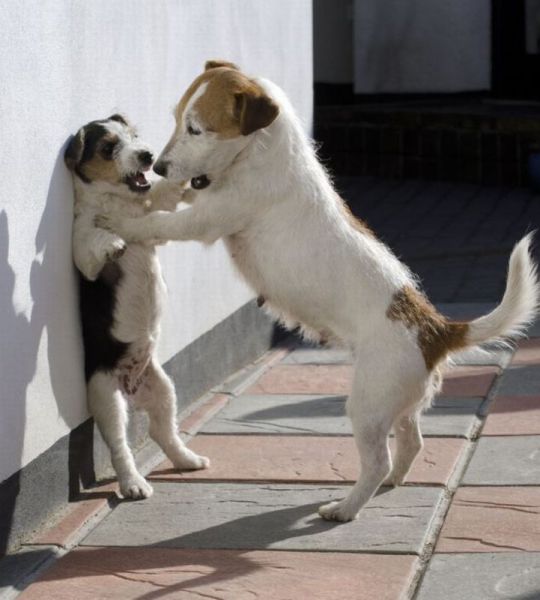 とてもキュートで可愛い動物の写真