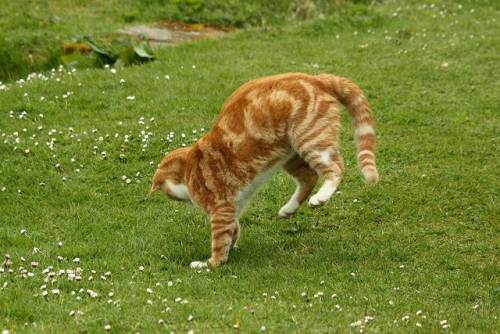 猫が逆立ちしているようにしか見えない写真