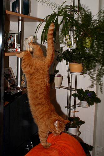 猫が逆立ちしているようにしか見えない写真