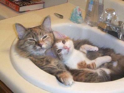 保存したくなる子猫の可愛すぎる写真