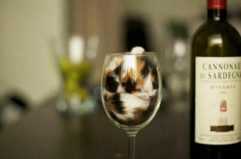 猫が液体化している可愛い写真