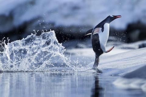 涼しそうなペンギン画像 