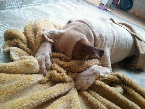 犬さんは、隠れるのが苦手！！と実感する写真