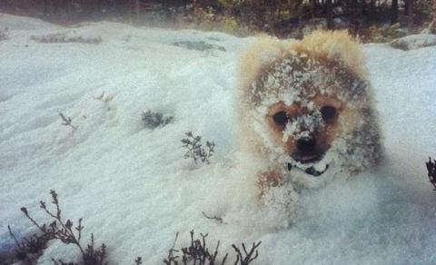 寒さも平気だよ！雪で遊ぶ可愛い動物たちの画像