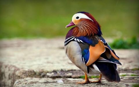 とても美しい鳥の写真