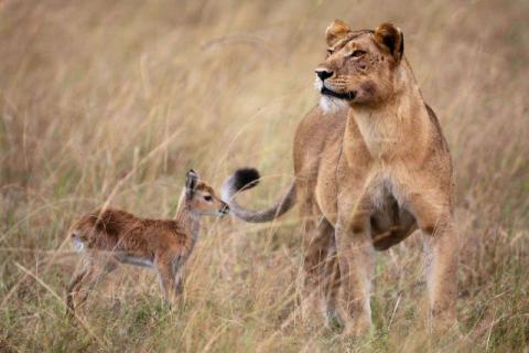 とても仲良しな動物たちの写真
