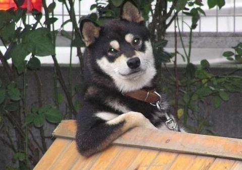 カッコイイポーズをとる動物の写真