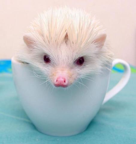 可愛い動物たちの画像が集まった写真