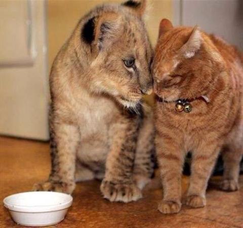 異種動物たちが仲良くしている写真