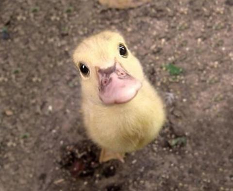 可愛すぎる動物の赤ちゃんの画像