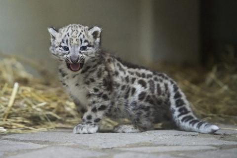 可愛すぎる動物の赤ちゃん画像