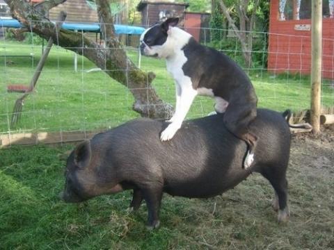 動物の上に動物が乗ると破壊力抜群になる写真