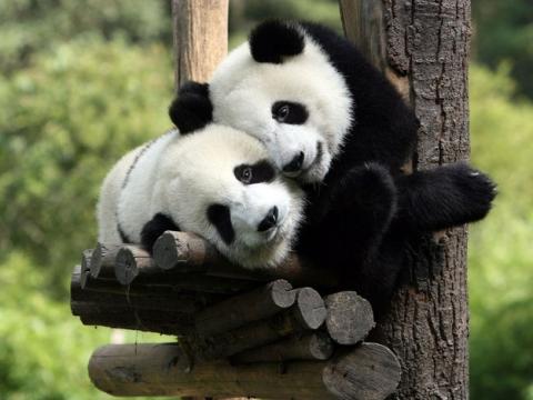 羨ましいくらいに仲のいい動物画像