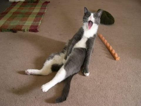 何かにおびえるキュートな動物たちの写真