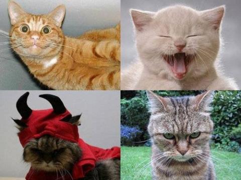 猫の表情