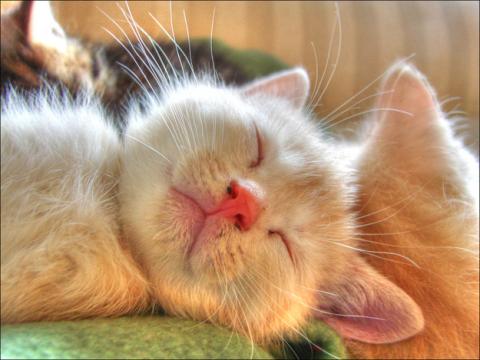 見るとやる気がなくなっていく眠る猫の画像