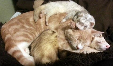 フェレットを多頭飼いしている飼い主が路上でさまよっている子猫を招き入れたらこうなった。