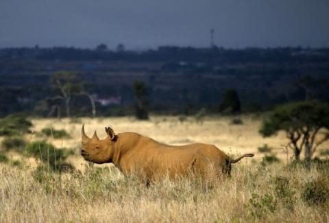 アフリカの野生動物たちの画像