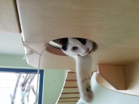 猫の遊び場の写真