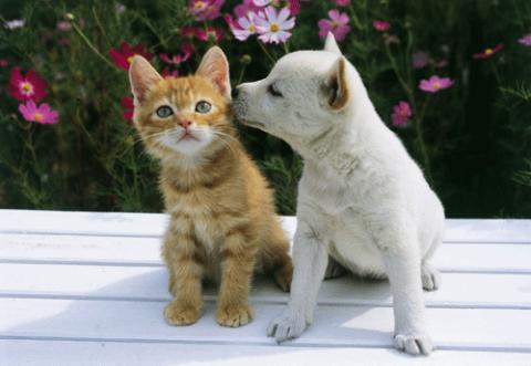 仲のよすぎる犬と猫 