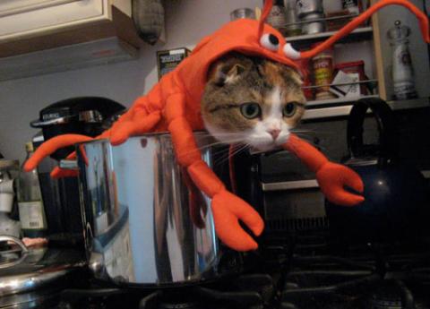 「ちょっと飼い主！何やってんの！」と思わなくもない犬・猫たちの写真