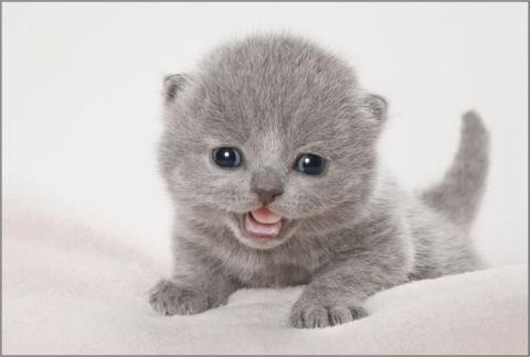 保存したくなる子猫の可愛すぎる写真