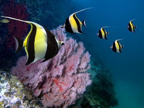 ちょこっとブサイクだけど愛嬌があって美しい魚の写真