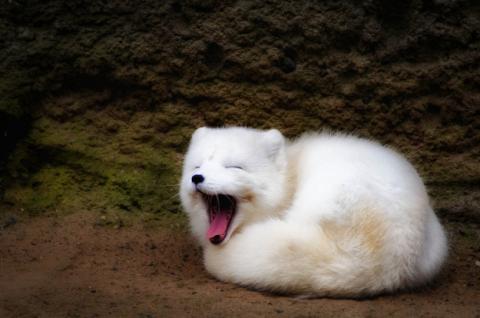 ふわふわで思わず「もふもふ」したくなる可愛い動物