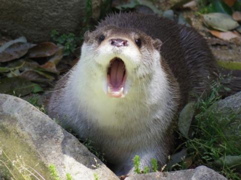 カワウソの可愛い写真