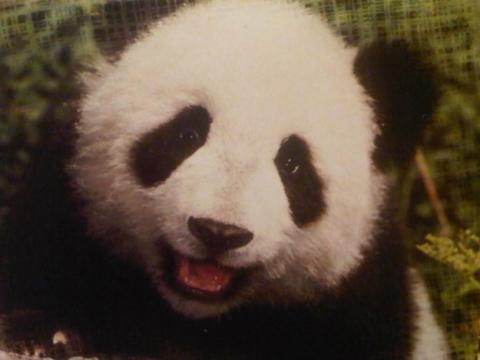 君たちに会いたがっている可愛い動物の写真