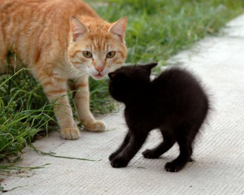 やっぱり可愛い猫の画像