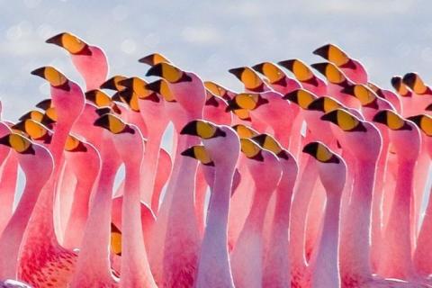 フラミンゴが大群すぎてワロタｗｗｗ写真