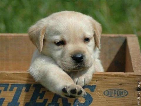見ているだけで幸せになれる可愛い子犬の画像が集まった写真