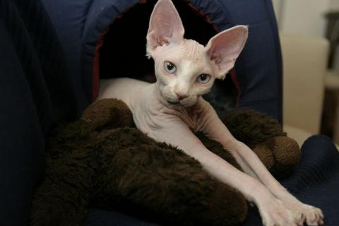 毛のない猫も結構可愛い写真