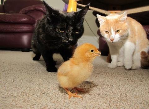 猫に狙われた完全ロックオンされた写真