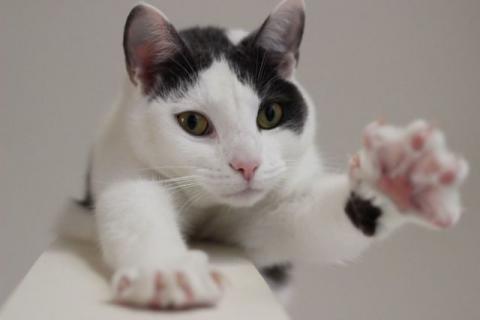 見ているだけで興奮してくる可愛い動物の画像