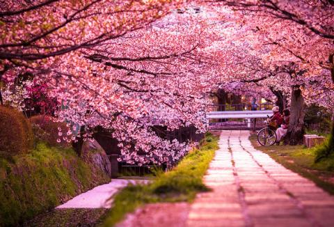 世界に咲く桜 