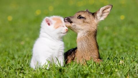 抱きしめたくなるほど可愛い動物の画像