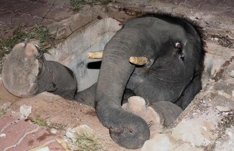これは大変！人間の助けが必要そうな動物たちの写真