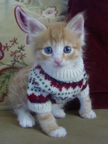 セーター着た暖かそうな動物画像
