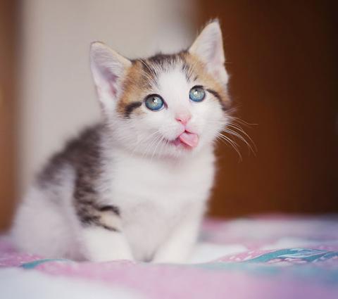 マジキチフェイスな動物たちの写真