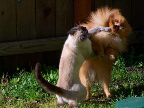 犬や猫たちの困ったいたずら写真