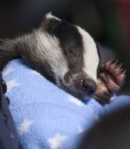 かわいい動物たちが手を振って「バイバイ」の動作する写真