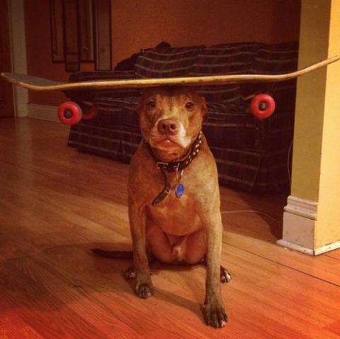 すごいバランス…頭にいろんな物を載せてもピタッとバランスをとる犬