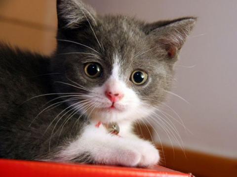 無茶苦茶かわいい動物たちに癒される写真
