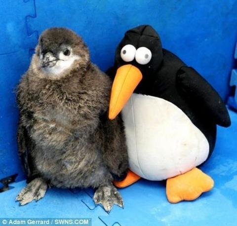 可愛いぬいぐるみと遊ぶ動物たちの写真
