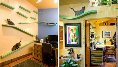 350万円をかけて18匹の猫に天国を作った写真