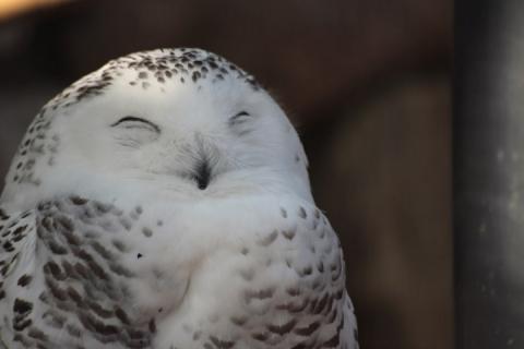 可愛いフクロウさんの写真